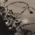 The Quiet Season | A Palette of Autumnal Restraint